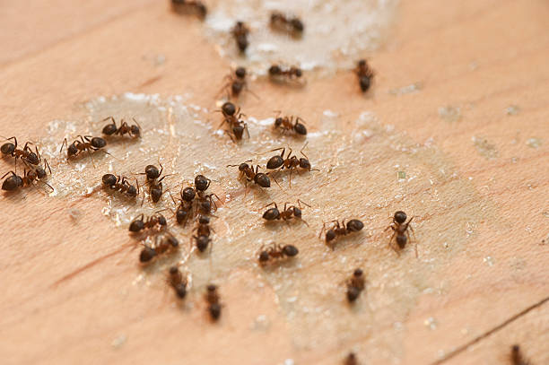 Professional Pest Control in Cartersville, GA